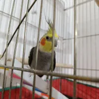 عروس هلندی باتخم|پرنده|نقده, |دیوار