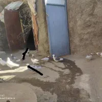 جفتی 400 همه باهم یک ملیون پونصد|پرنده|بانه, |دیوار