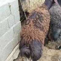کشتار بره و دوغ بز و برنج و تخم محلی موجود است