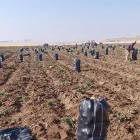 سیب زمینی بذر سانتا|عمده‌فروشی|بوکان, |دیوار