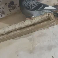 کفتر فروشی المانی