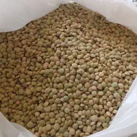 عدس تازه امسالی زود پز پاک شده تمیز کیلو ۲۰۰