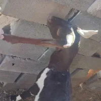 شاه بز گلابی آمریکایی با دو بزغاله|حیوانات مزرعه|خواف, |دیوار