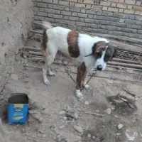 ماده الابای