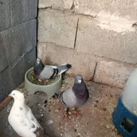 کبوتر