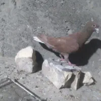 کرمانی