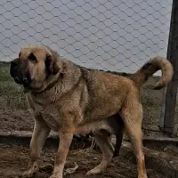 واگذاری ماده پژدر اصیل