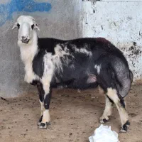 قوچ پلنگی پوست گاوی