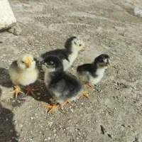 جوجه برهما گلین کوشین سبرایت