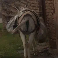 شیر