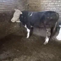دوراس گوساله نر