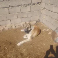 سگ گلگی|سگ|سده (خراسان جنوبی), |دیوار