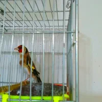 سهره ۴ گل و قناری مست شلاقی زنگی|پرنده|مشهد, کوی دروی|دیوار