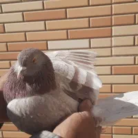 کبوتر پرشی|پرنده|مبارکه, |دیوار