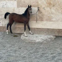 فروش کره نریان شجره دار