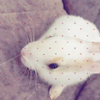 خرگوش