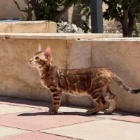 پذیرش گربه