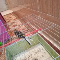 قناری نروماده|پرنده|رفسنجان, |دیوار