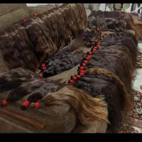 خریدار موهای بلند بانوان