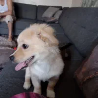 سگ اشپیدز گلدن|سگ|قدس, شهر‌قدس|دیوار