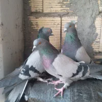 کبوترپر|پرنده|سامان, |دیوار