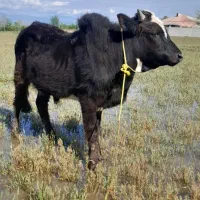 ورزا  همون گاو نر  گوساله نر  کله ماستی