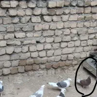 کبتر