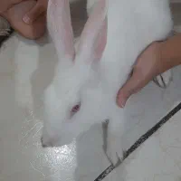 خرگوش