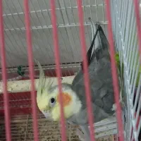 عروس هلندی زیبا