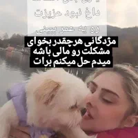 گمشده|سگ|رامسر, |دیوار