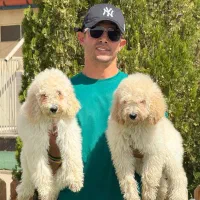 پودل استاندارد