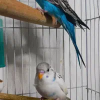 مرغ عشق سرحال و دستی