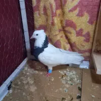 کبوتر طوق سیاه نر