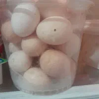 تخم مرغ محلی هم برای خوردن هم برای زیرمرغ