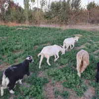 دوعددبز ثانن جوان ابستن|حیوانات مزرعه|گلپایگان, |دیوار