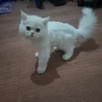 گربه پرشین عروسکی