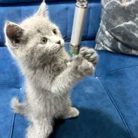 دو گربه بریتیش بلو و مشکی|گربه|اهواز, گلستان|دیوار