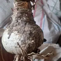 فروش پیاز گل رنگی ارسال سراسر