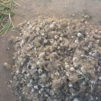 فروش موسیر