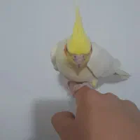 یک جفت عروس هلندی