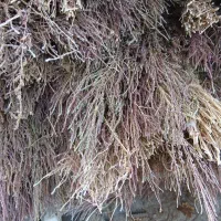 جارو محلی حراج