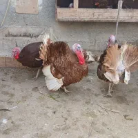 بوقلمون بالق بوربون