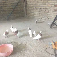 جوجه داره
