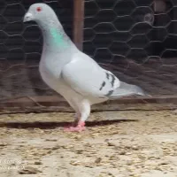 سبز شامی|پرنده|برازجان, |دیوار