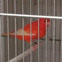 قناری ردفکتر