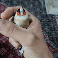 سهره چانه خطی