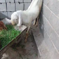 کهره نری|حیوانات مزرعه|میناب, |دیوار