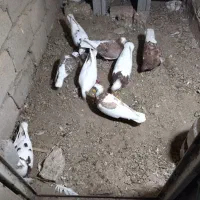 چند عدد کبوتر