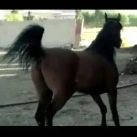 فروش مادیان بادوکره عرب|اسب و تجهیزات اسبسواری|برازجان, |دیوار