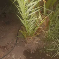بچه نخل